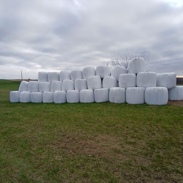 Sianokiszonka trawy siane