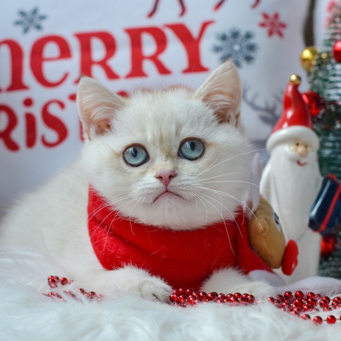 Котик золотий колор поінт