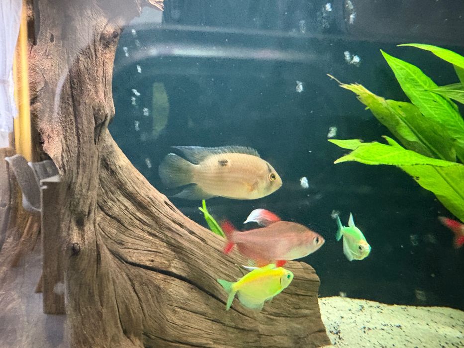 Stadko 6 szt Akara z Maroni dorosła ,Razbora klinowa ,skalar