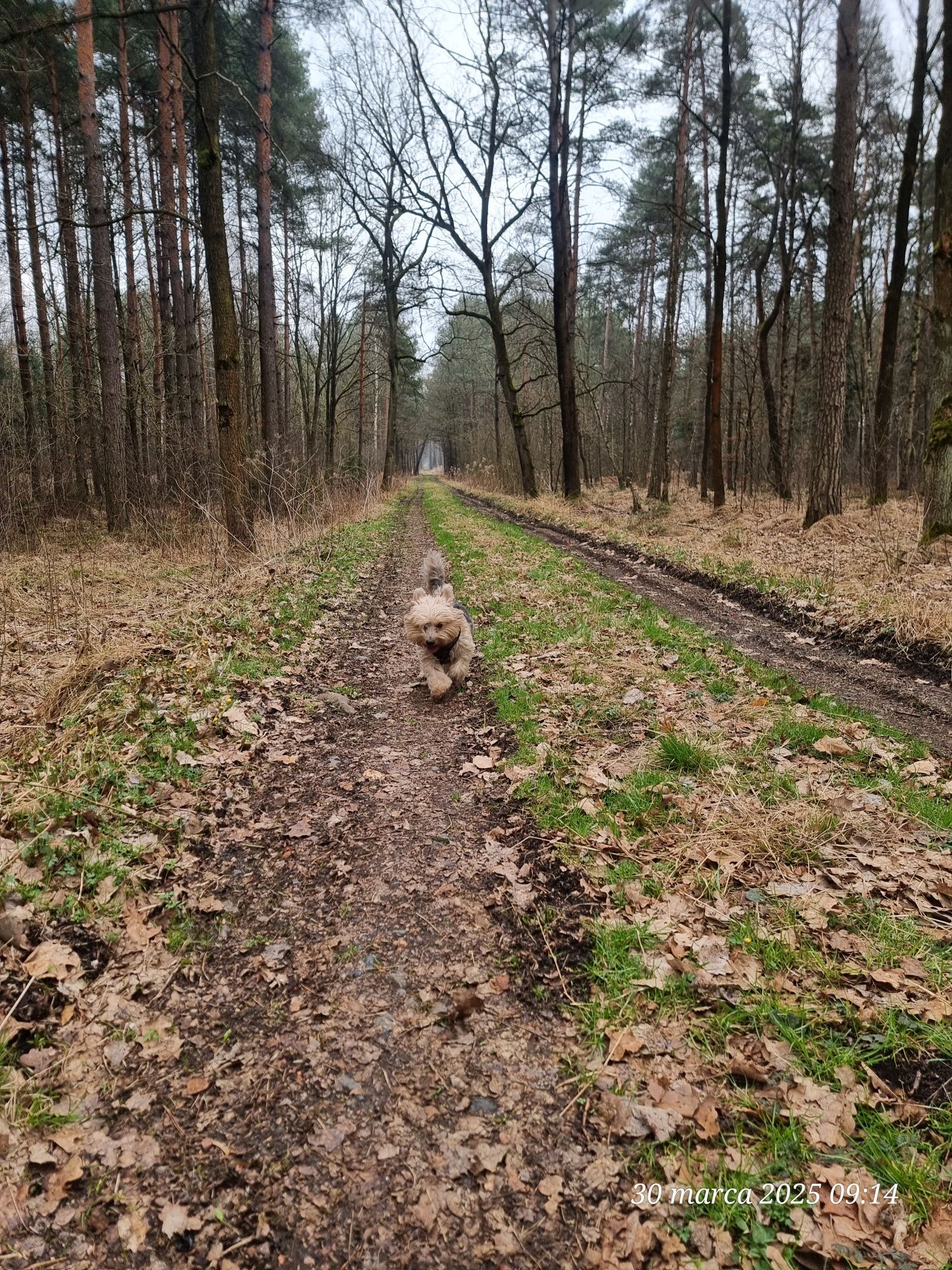 Opieka nad psami  u mnie w domu
