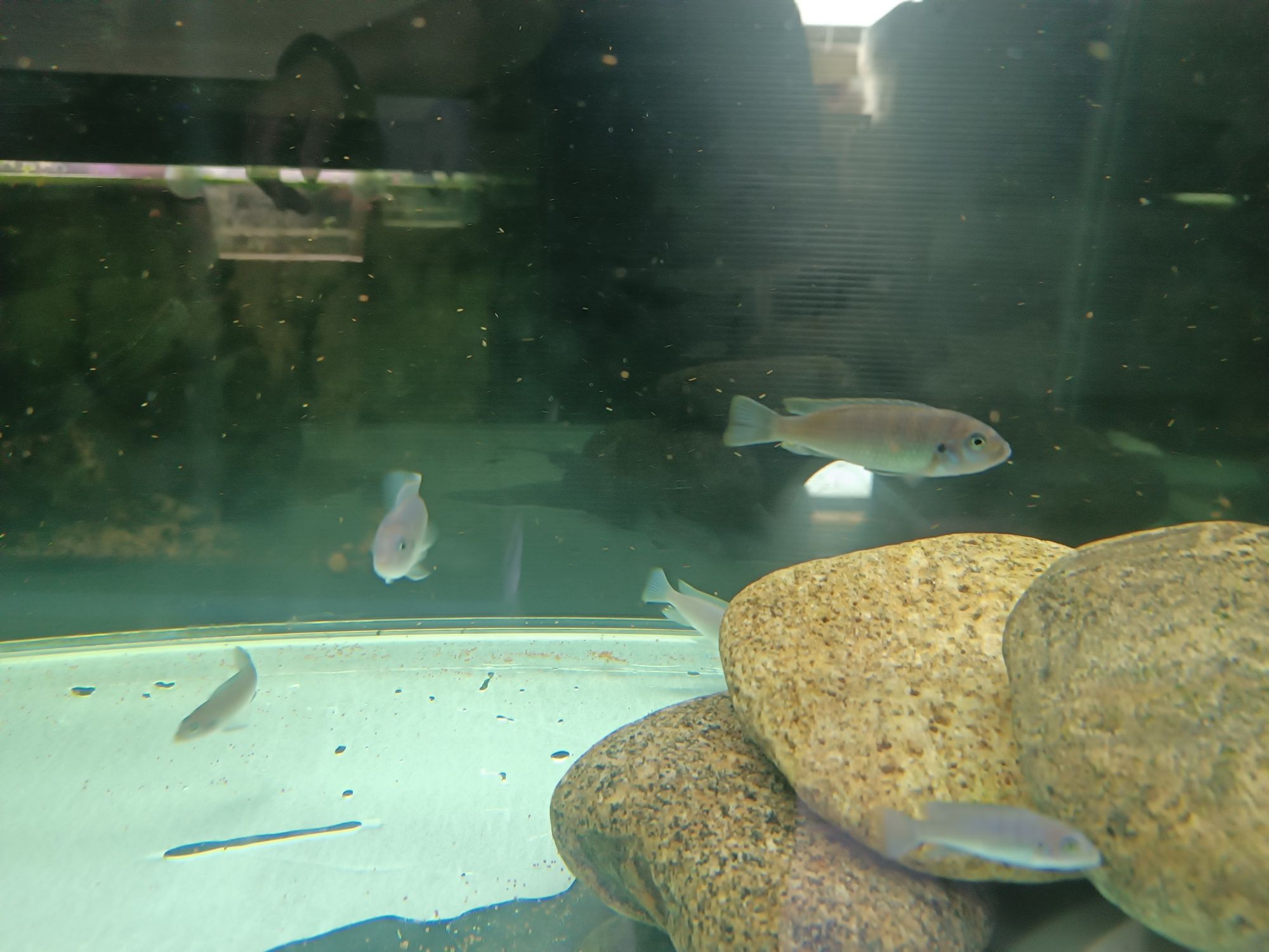 Cynotilapia Hara Gallireya