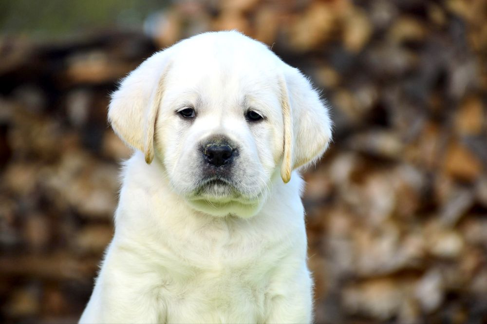 Щенки лабрадора для тех кто выбирает для себя качество!