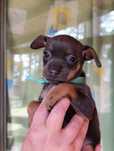 Rezerwacja suczki rasy toy terrier – unikalny niebiesko-podpalany kolo