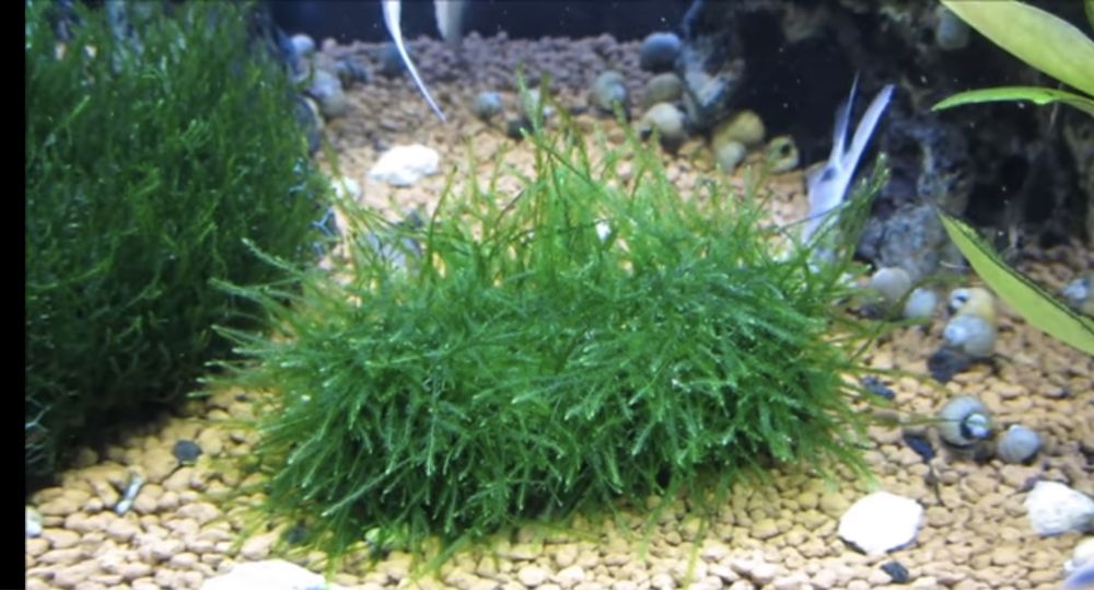 Mech Jawajski java moss