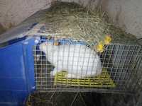 Кролики Хіплюс (HyPlus)