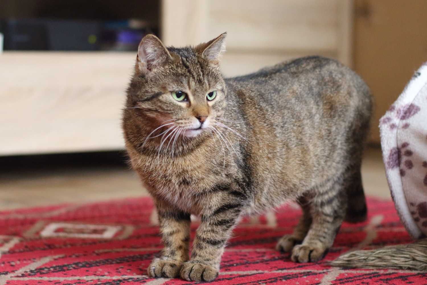 Burcysia młoda, wesoła koteczka do adopcji