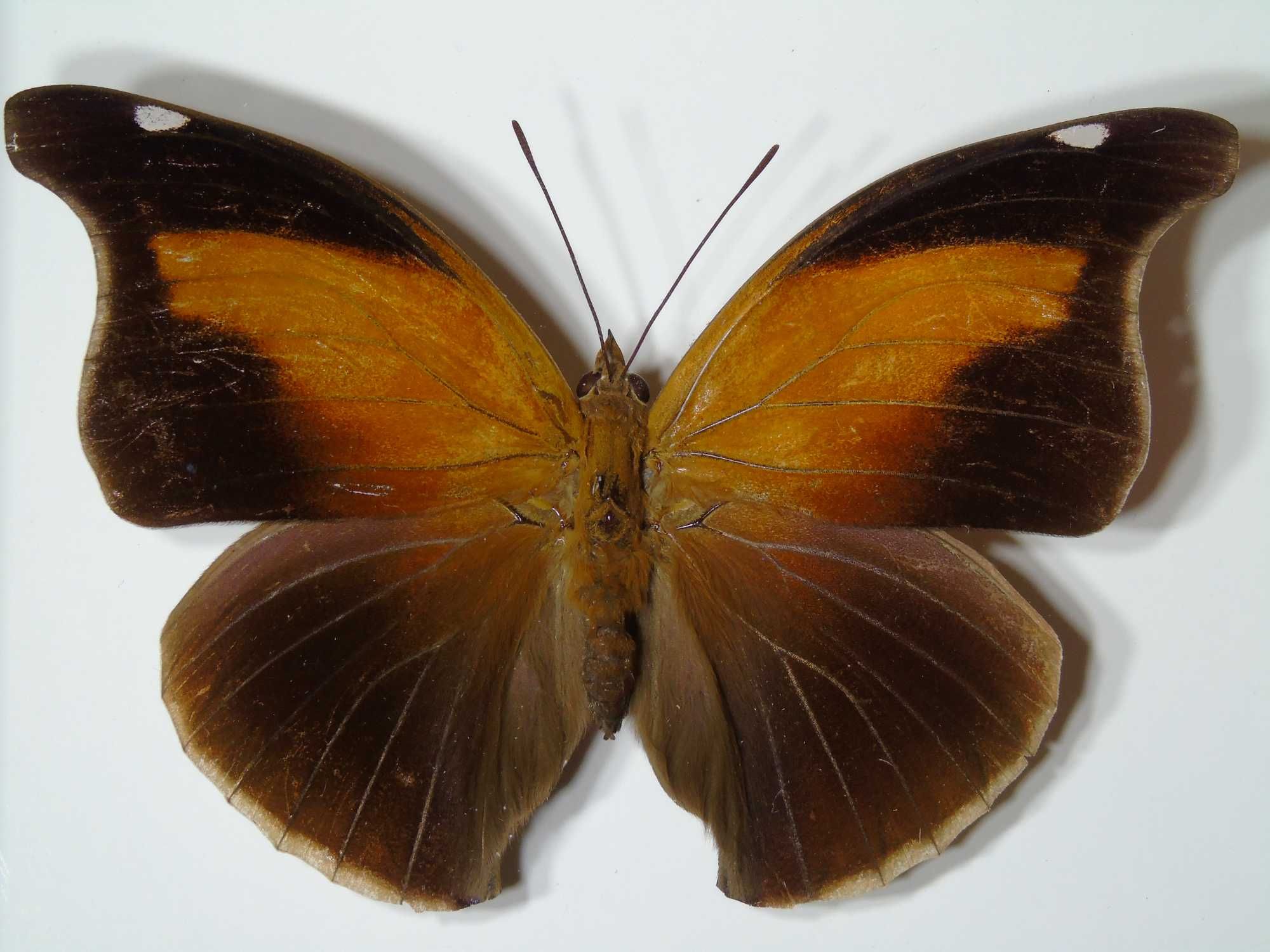 Motyl w ramce / gablotce 16x12cm . Historis odius - Peru . XXL .