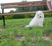 Piesek samojed/samoyed gotowy do odbioru