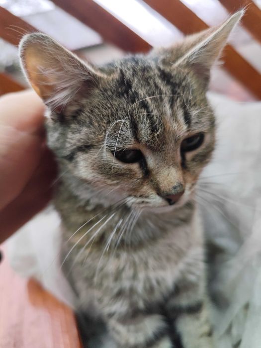 Кішка в добрі руки. Котеня