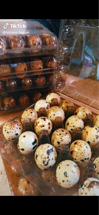 Перепелині яйця домашні