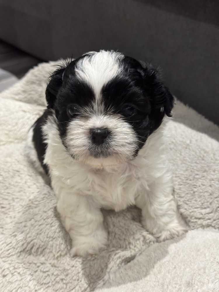 Słodki piesek Shih Tzu