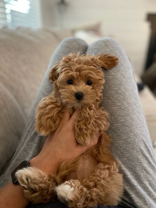 Щенята міні мальтіпу ф1 з неймовірною шорсткою