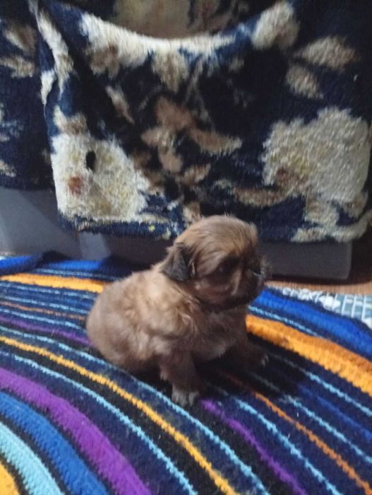 Пікінеси хлопчики