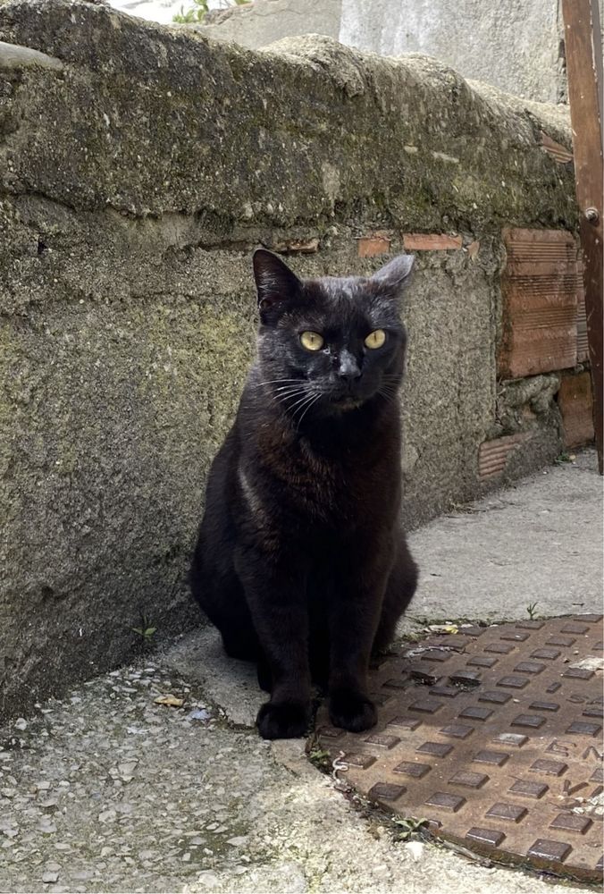 Gata adulta para adoção