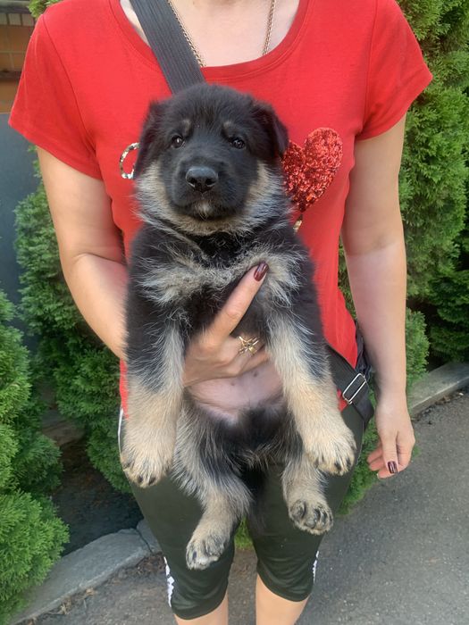 Продам цуценят Німецької вівчарки