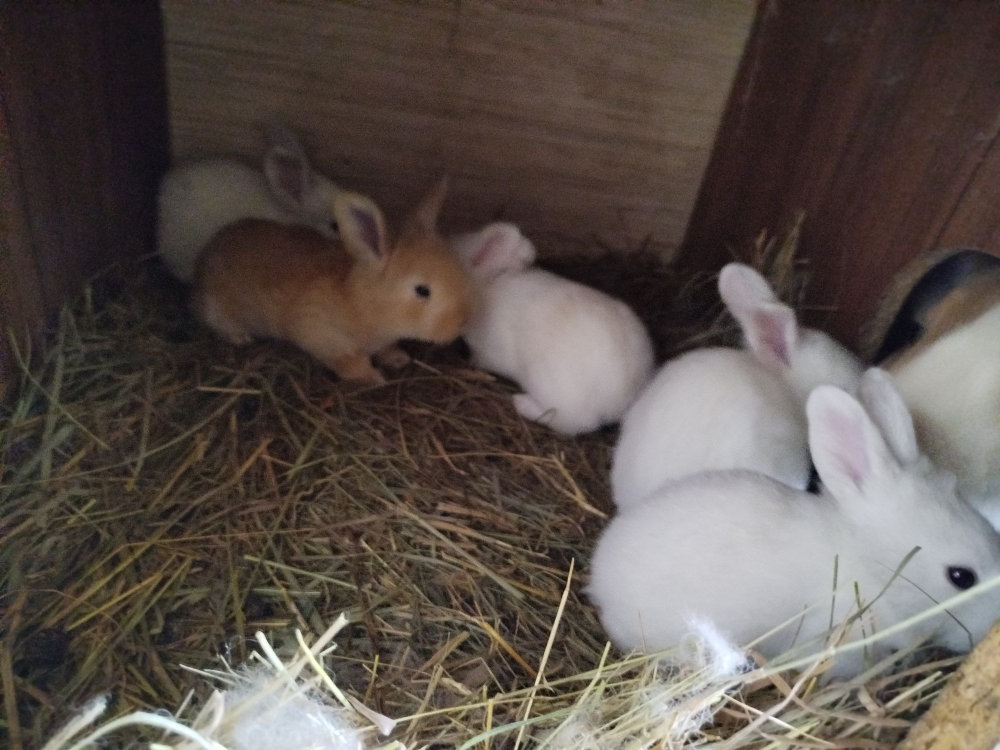 Króliki na sprzedaż