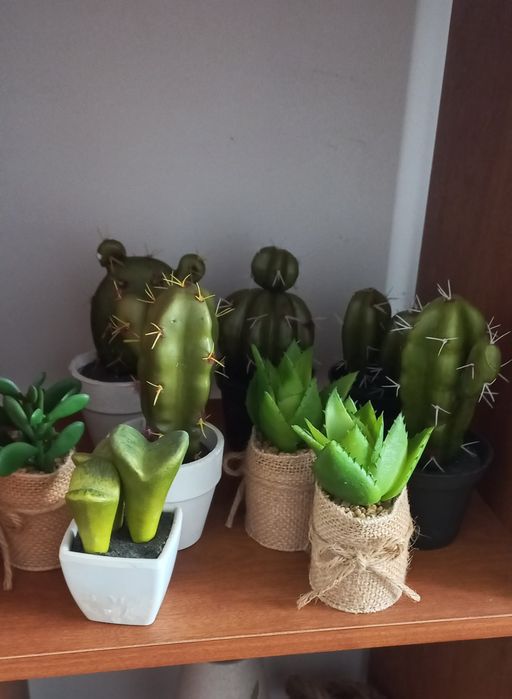 Suculentas artificiais conjunto