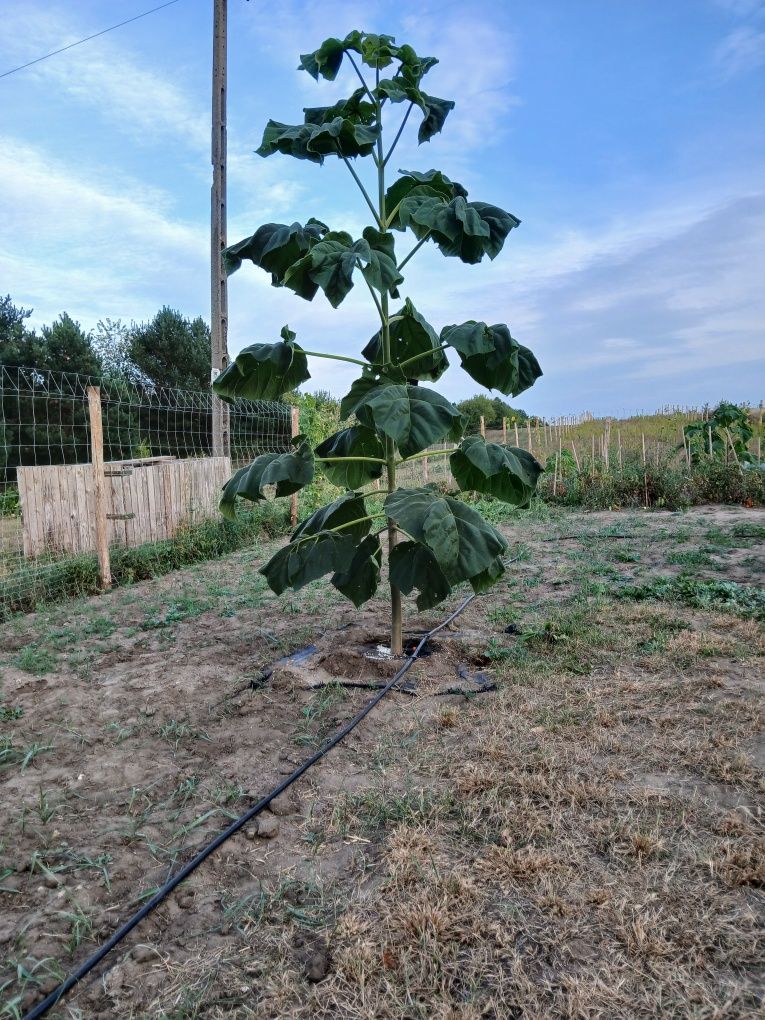 Paulownia Shan Tong / Drzewo Tlenowe / Oxytree