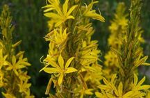 Złotnica żółta Asphodeline lutea - nasiona 1g