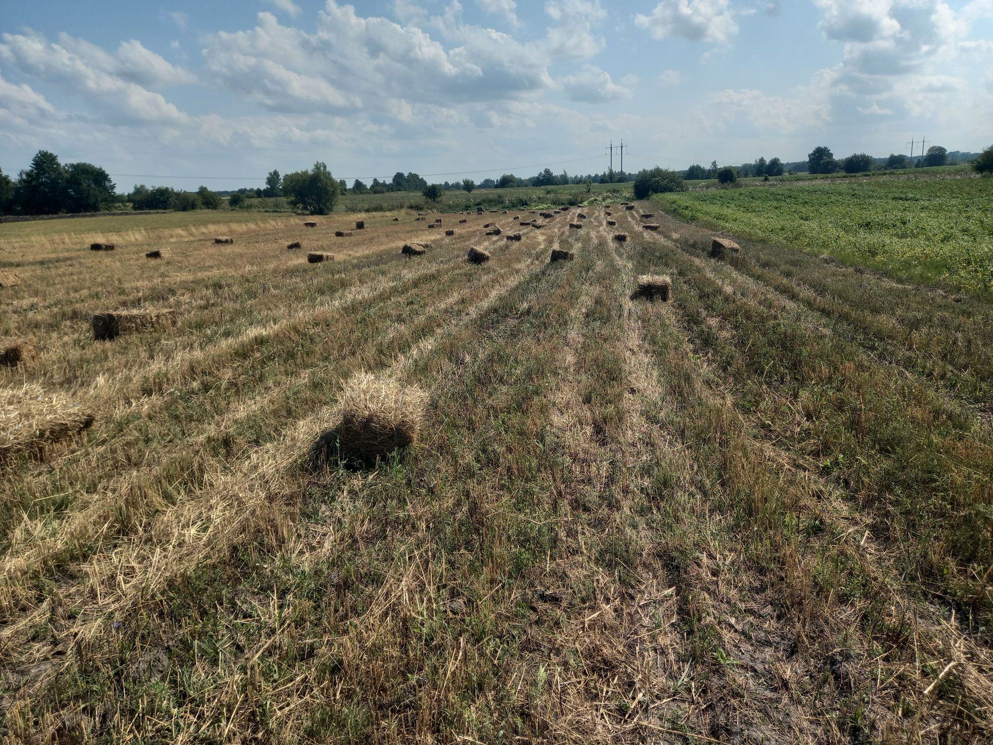 Продам тюкі з пшениці та ячменю 2025