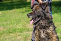 Szarek- silny pies w typie owczarka niemieckiego