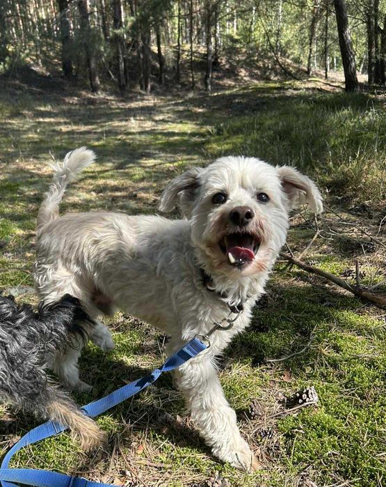 Ptyś, radosny piesek, szuka nowego domu