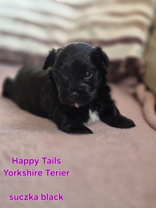 Yorkshire Terier ,suczka czarna