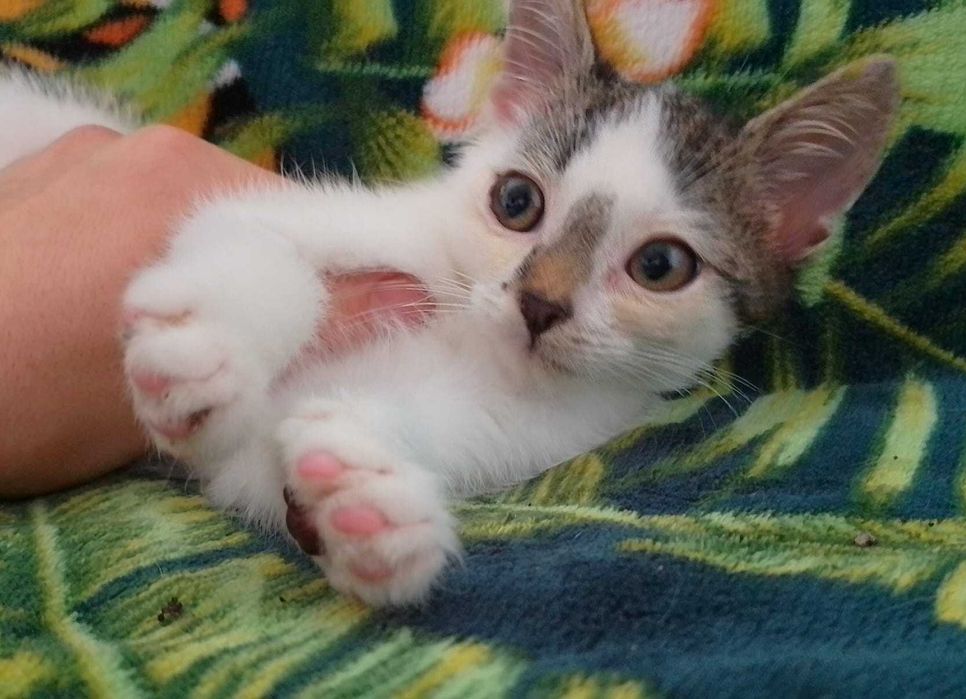 Gambit 3 miesięczny kotek do adopcji