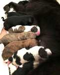 Cachorrinhos para adoção urgente