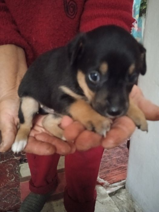 Отдадим щенков в хорошие руки