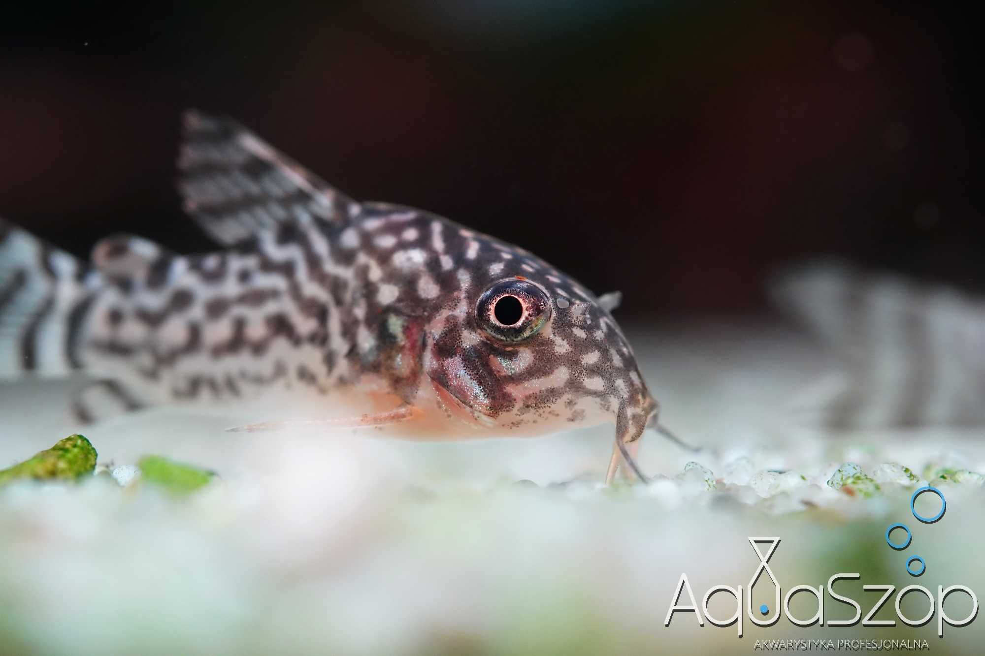 Kirys Sterby (Corydoras sterbai). AQUASZOP