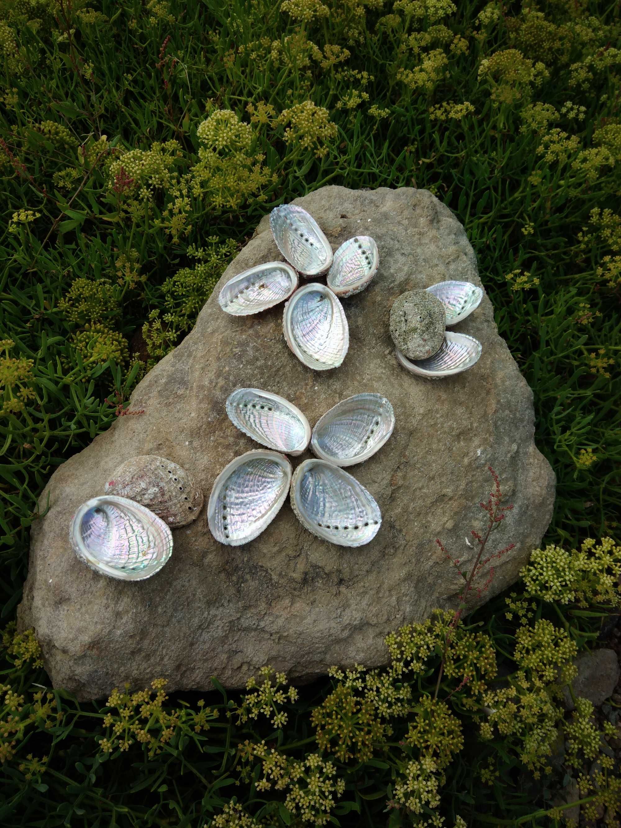 Conchas Abalone dos Açores