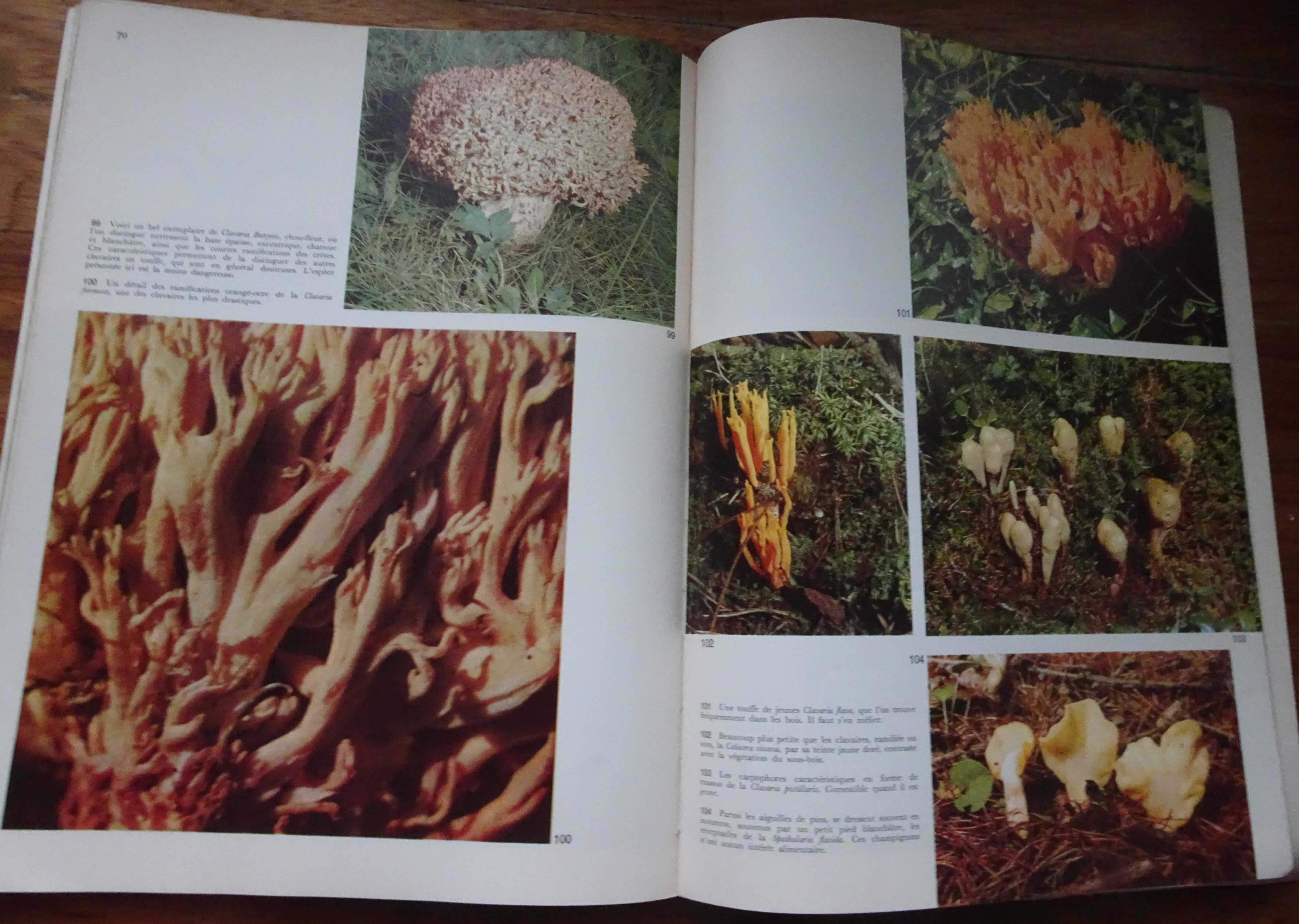 Os Cogumelos (Les Champignons)