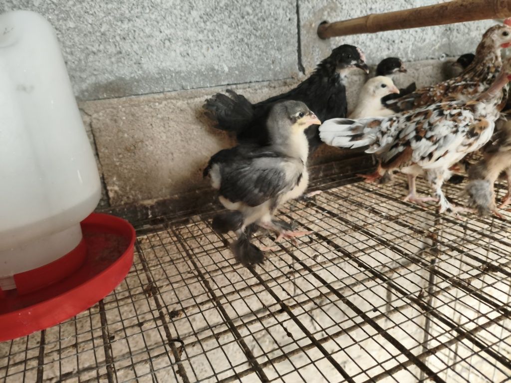 Vendo  garnizas e pintainhos Brahma