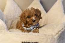 Cavapoo F1 wyjątkowy chłopiec o barwie RED gotowy do odbioru