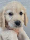 Golden Retriever prześliczna suczka po championie.