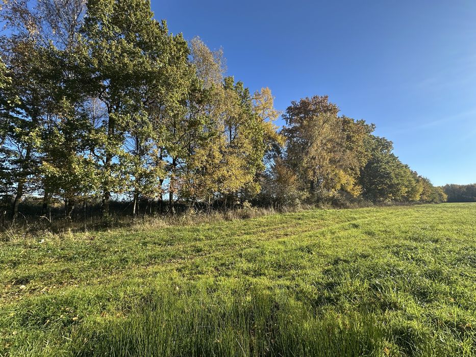 Drzewo na pniu sprzedam