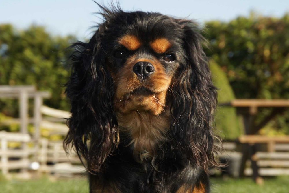Cavalier King Charles Spaniel FCI, czarno podpalana suczka