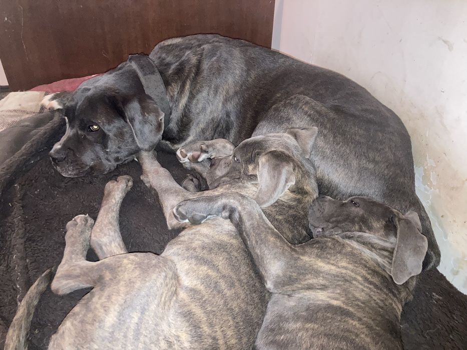 Цуценята Кани Корсо