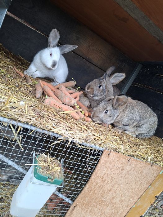 Króliki samiec belg i młode mieszańce