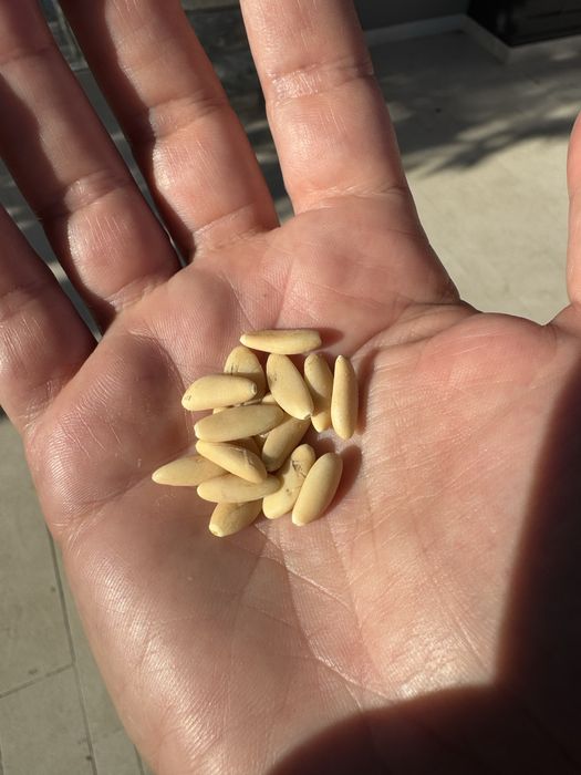 Pinhões com casca de Pinheiro-Manso | Sacos 1 kg | Promo 3 sacos = 25€