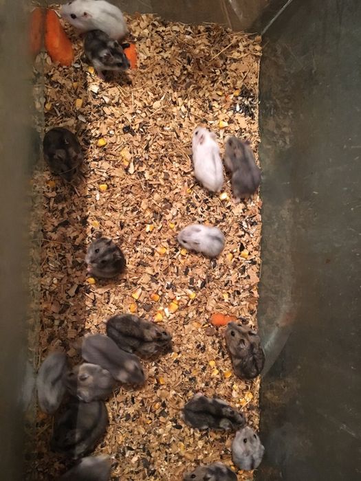 Джунгарские хомячки