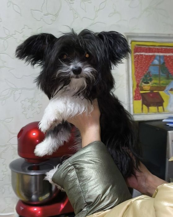 Мальчик чихуахуа йорк