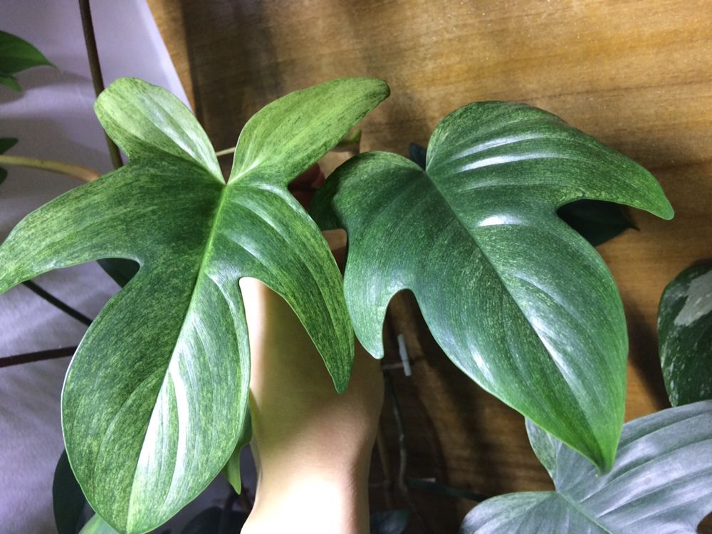 Philodendron Florida Ghost