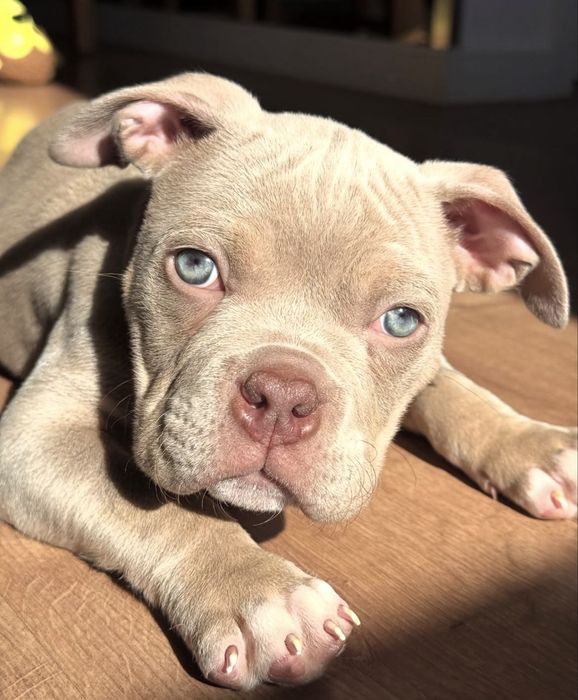 American Bully Pocket