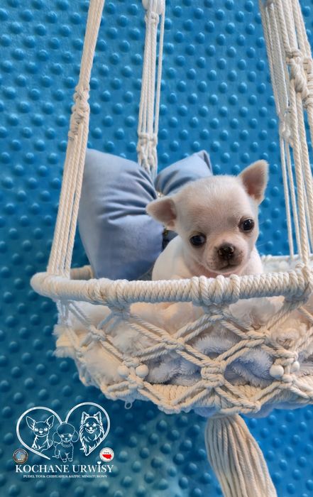 Perełka- malutki biały chłopczyk Chihuahua krótkowłosy