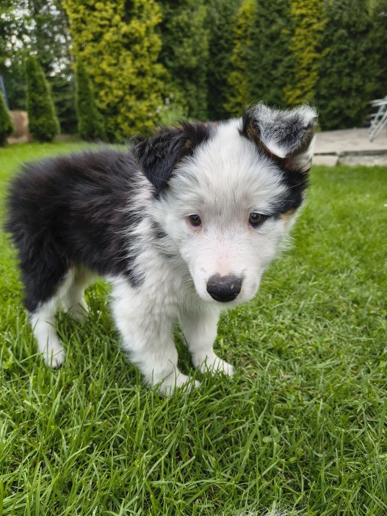 Suczka border collie tri color 2