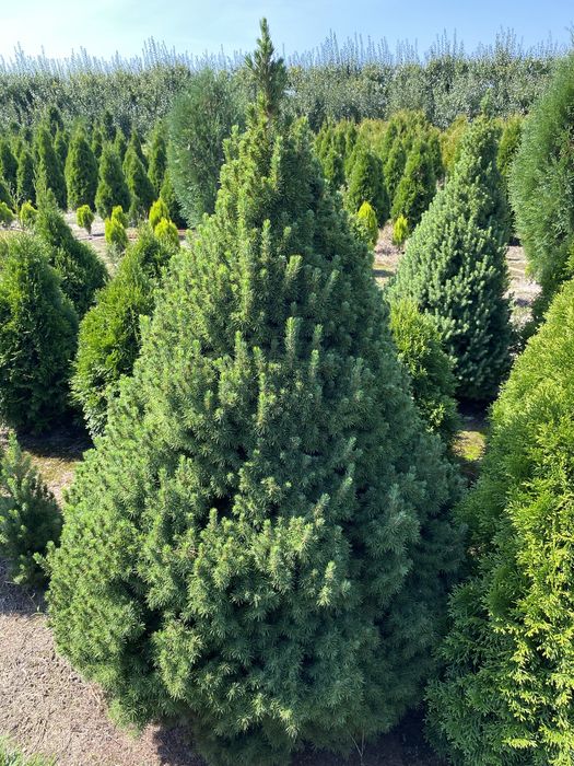 Świerk Conica - producent