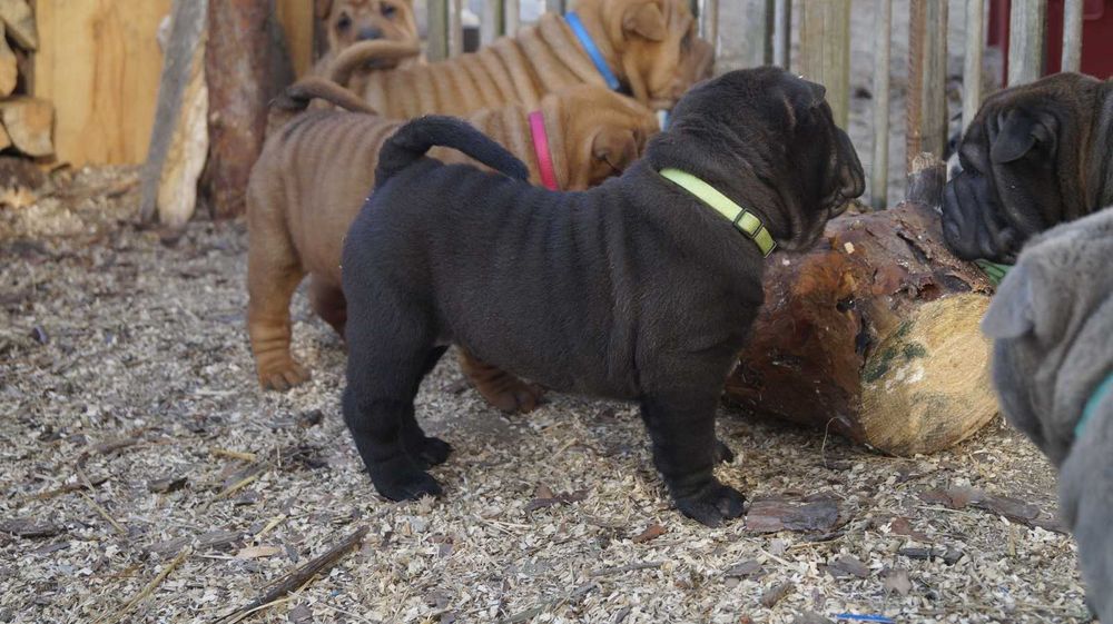 Enzo ,cudny szczeniak Shar Pei z rodowodem