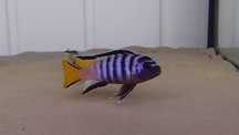Pseudotropheus Mpanga